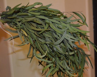 Eucalyptus, Willow eucalyptus, Green eucalyptus