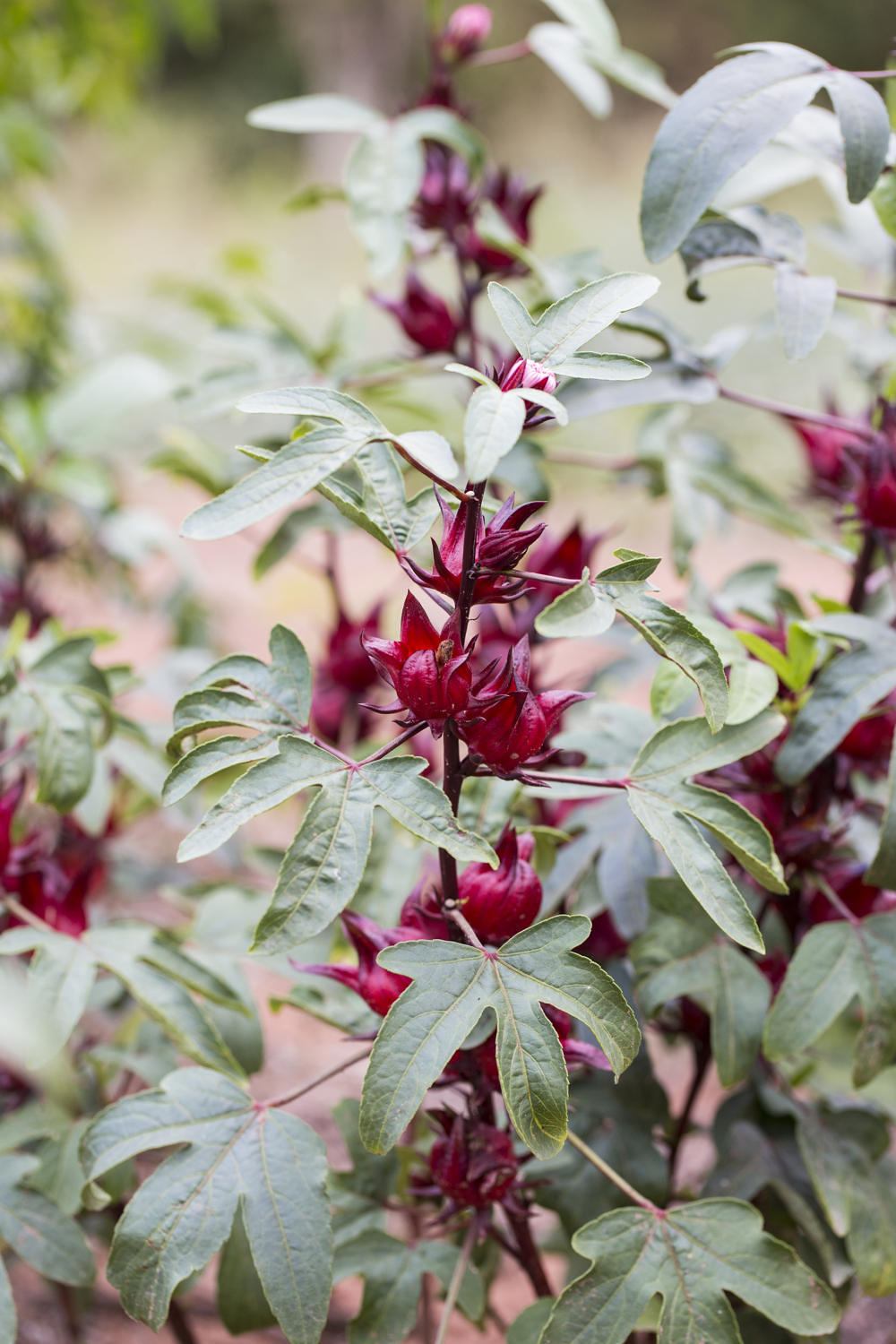 Live Florida Cranberry Hibiscus Fruit Plant aka Jamaican