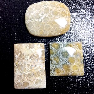 Fossil coral cabochons gemstone 22 to 32mm