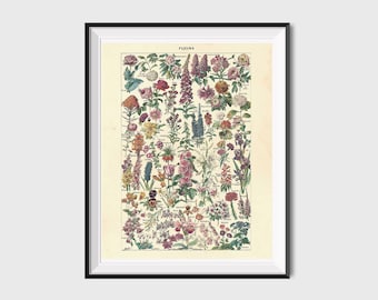 Vintage Flower Print, Antique Floral Prints, Floral Printable Art, Flower Poster, Flower Art Print Botanical Art, Antique Flower Art Print