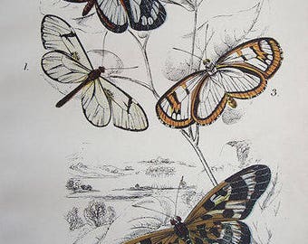 Fine Original Antique Chromolithograph butterflies 1897