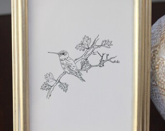 Hummingbird Drawing, reproduction from original ink drawing