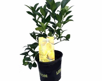 Meyer Lemon Tree - Fruiting Size/Branched Plant - 8" Pot