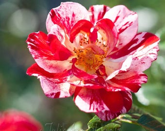 Red Splattered Rose Pillow