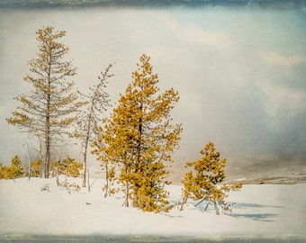 Fine Art Photograph, Trees, Yellowstone, Winter, Golden, Blue