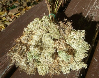 Dried Queen Anne's Lace, seed stage, small to medium. Floral arrangements, dried flowers, bouquet.