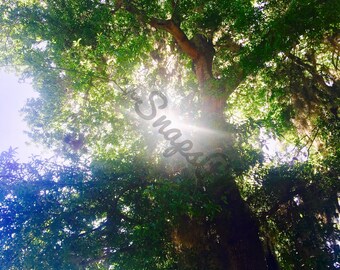 Sunlight in the Trees Photography Print