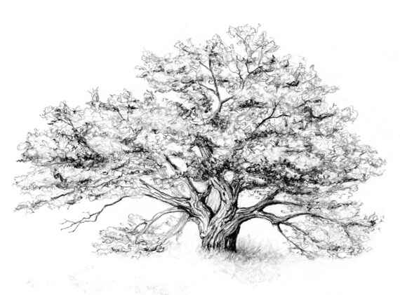 Burr Oak graphite pencil drawing giclee print on archival