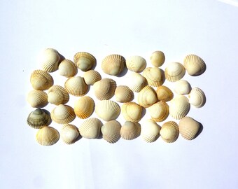 Set of 36 grey and white shells seashells