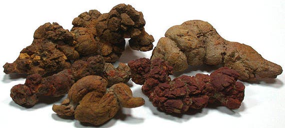 petrified feces