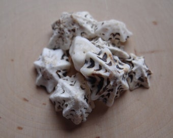 Shells for Grids * STAR LIMPET * Shells Set of 10 for Gemstone Grid Layouts