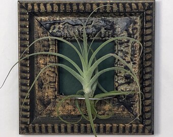 Miniature Framed Air Plant - Black Gold