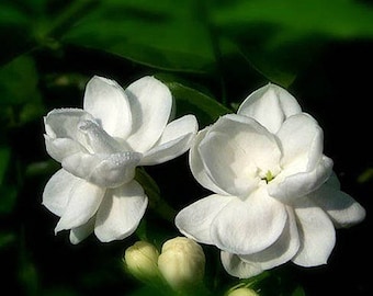10pcs Gardenia Cape Jasmine White Fragrance Flower Floral Seeds Fresh
