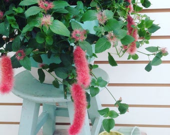 Acalypha pendula Strawberry Firetails Cuttings (5)