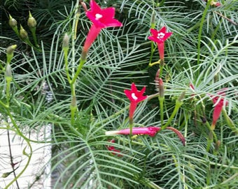 Red Cypress Hummingbird Vine - 50 Seeds from my garden