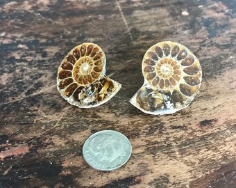 Ammonite Earrings (dark)