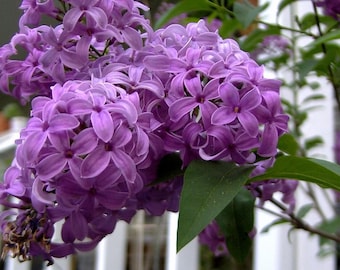 25 FRENCH / Old FASHIONED LILAC Syringa Vulgaris Flower Shrub Bush Seeds