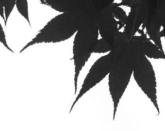 Botanical Bliss - Fine Art Photography
