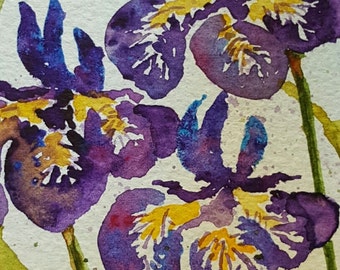 Purple irises