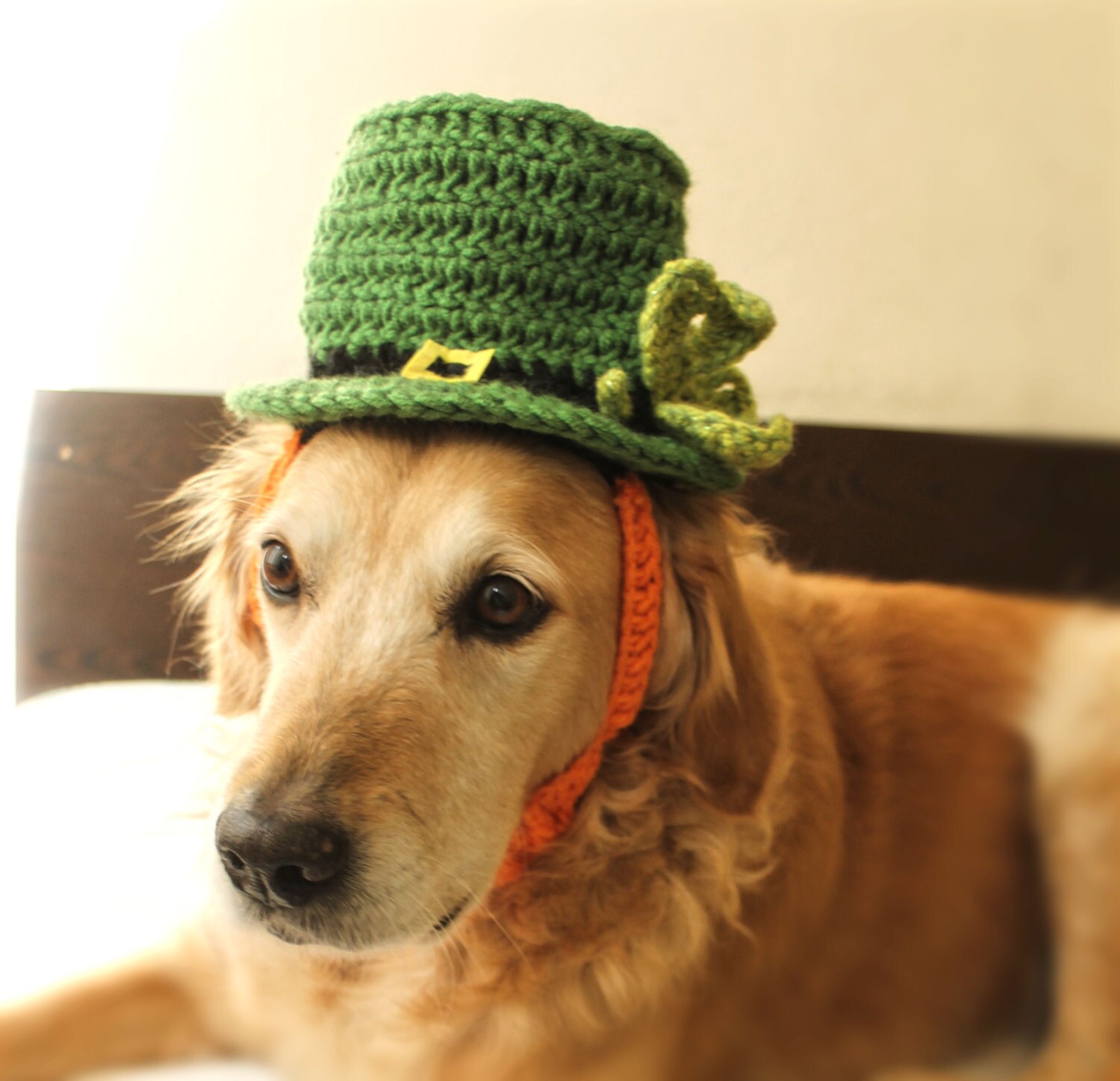 Leprechaun Hat for Dogs St Patricks Day Dog Hat Bearded