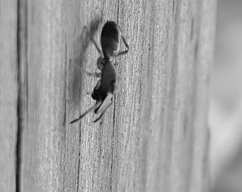 Black and white ant photo