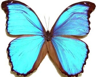 WHOLESALE lot of 10- Real Butterfly Blue Peruvian Morpho Menelaus