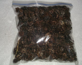 300 Western Hemlock Mini Pine Cones Gallon Bag