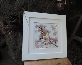 Wild cherry blossoms framed pressedfloers