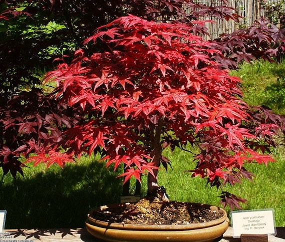 Erbstück 10 Samen japanische RotAhorn Bonsai Baum Strauch