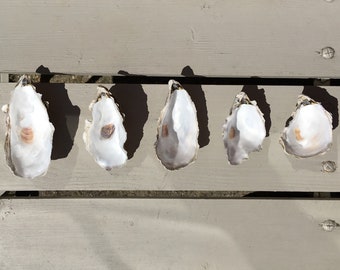 Oyster Shells