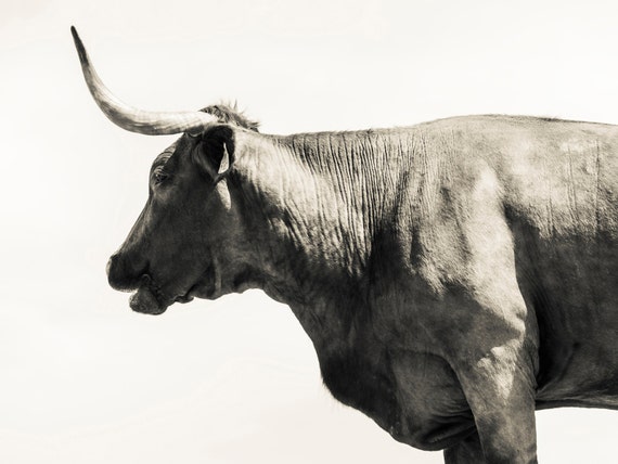 Cow Prints, "LONG HORNED COW". Black and white Print, Cow Picture, Animal Print, Photographic Print, Limited Edition.