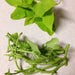 15 Live lime green accent ipomoea sweet potato vine cuttings for planting - 5 To 7 Inches -m152