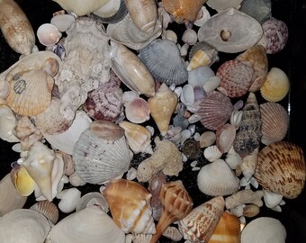 Bulk Seashells | Etsy