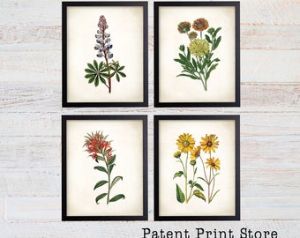 Texas Wildflower Botanical Art Prints. Botanical Print. Botanical poster. Botanical Illustration. Botanical Wall Art. Farmhouse Decor. (121)