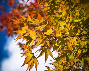 Westonbirt Autumn 1 - Fine Art Photography - Wall Décor - Nature Photography