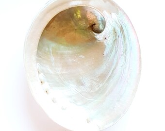 Large white Paua (Abalone) shell