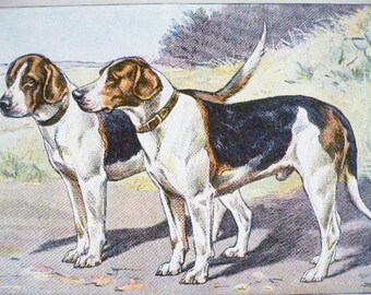 ANTIQUE 1907 FOXHOUND French dog signed dog print Chromolithograph P Mahler German artist Collectors item Christmas,Birthday gift Authentic