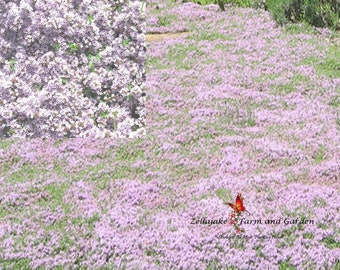 Creeping Thyme (1500 thru 2 LB seeds) Premium Popular Heirloom Seeds! #24