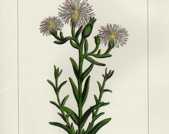 Vintage ARIDARIA VIRIDIFFLORA Botanical Print Antique Flowers 78 plant botanical lithograph print bookplate wall art print flower plants