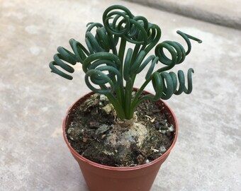 2” Albuca Frizzle Sizzle