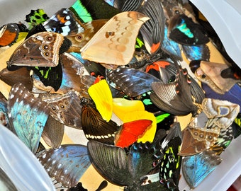 De-Stash: Real Butterfly Wings