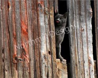 Barn Cat 3, 8 x 10 Limited Edition Print