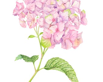 Pink Hydrangea. Botanical illustration. Fine art watercolor print.