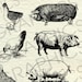 Vintage Farm Animal Illustrations Printable Farm Animals