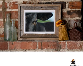 8x10 Color Print of a Black Cow