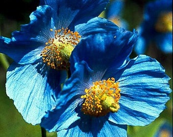 Himalayan Blue Poppy 20 Seeds - Meconopsis