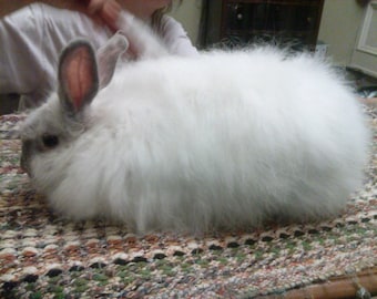 White Angora Rabbit Fiber (0.5 ounces)