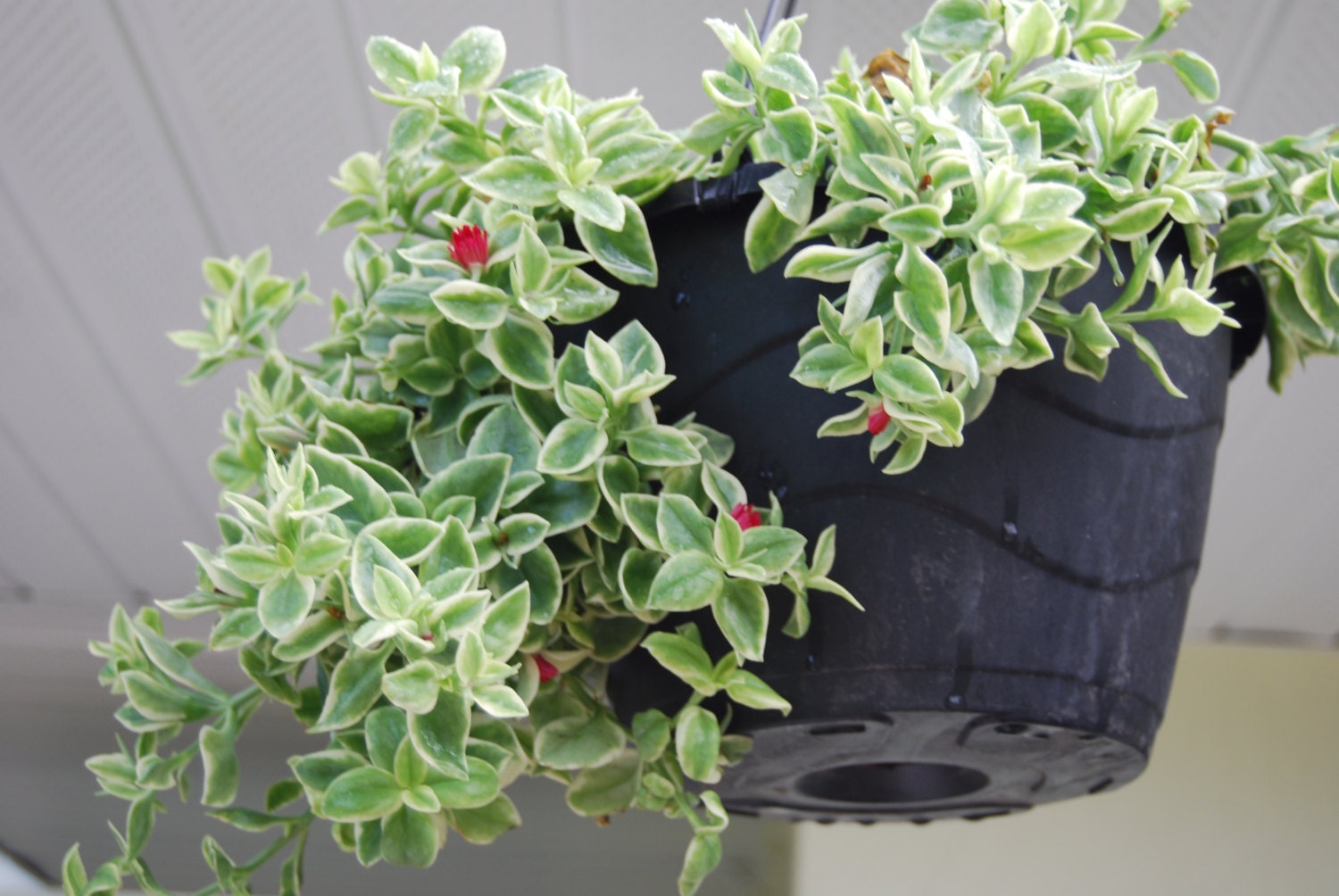 Pink Flowering Baby Sun Rose , Heart Leaf , Ice Plant Trailing