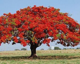 Delonix regia Royal Poinciana Seeds AKA Flame Tree