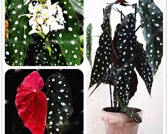 30PcsBag Begonia Seeds,Potted Seed Plant Wave Point Leaves,Bonsai Garden Plant